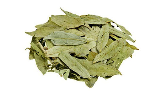 SANAY/INDIAN SENNA - SENNA ALEXANDRINA