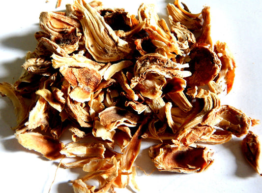 SHEERKAKOLI - LILIUM POLLYPHYLUM