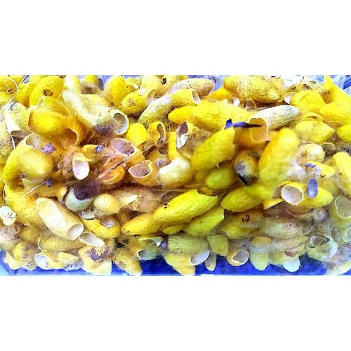 ABRESHAM / SILK POD - BOMBYZ MORI