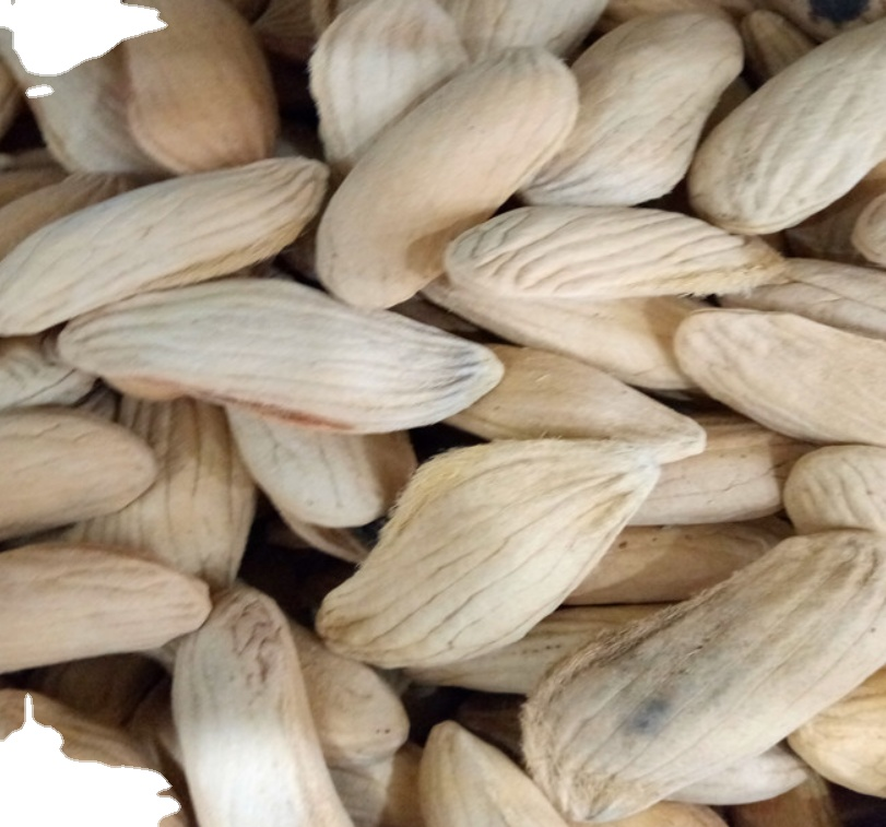 AAM GUTLI / MANGO SEED - MANGIFERA INDICA