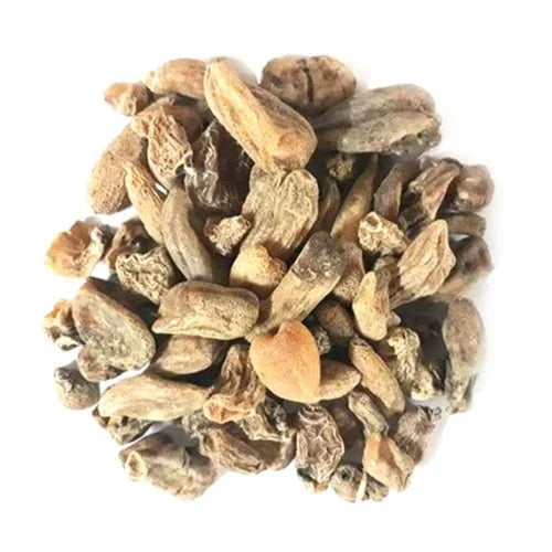 SHAKAKUL/SALAM MISHRI - POLYGONATUM VERTICILLATUM