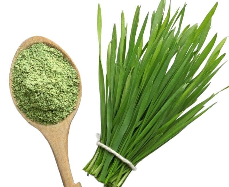WHEAT GRASS Powder - THINUPYRUM INTERMEDIUM