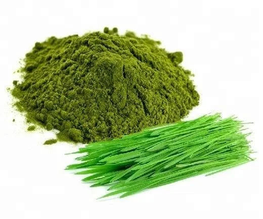 WHEAT GRASS Powder - THINUPYRUM INTERMEDIUM